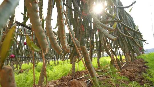 火龙果种植基地