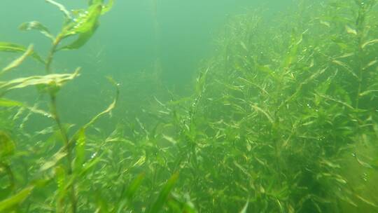 水下摄影茂盛的水草视频素材模板下载