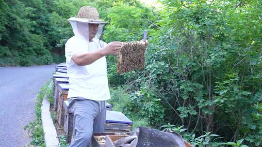 养蜂人 蜜蜂