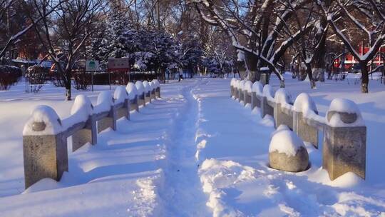 冬天公园老树小河雪景