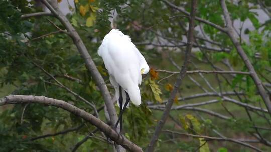 大白鹭站在树上