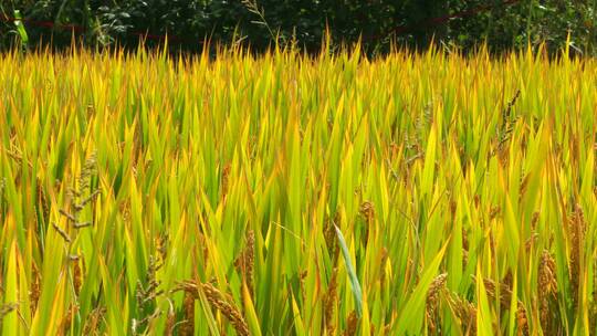 秋天收获的季节金黄的水稻视频素材模板下载