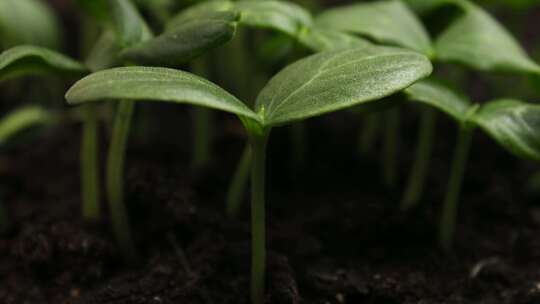 种子生根发芽植物生长生命生长