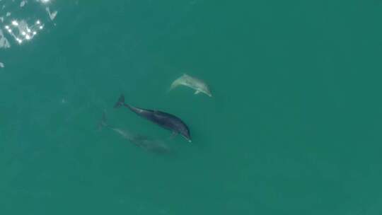 蓝色大海海豚飞跃可爱的海豚视频素材模板下载