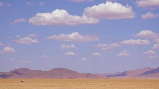 一只孤独的大羚羊独自走过沙漠