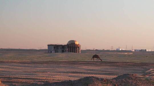 沙漠上行走的骆驼