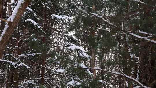 落雪的枝头 冬季森林 松树林 雪景视频素材模板下载