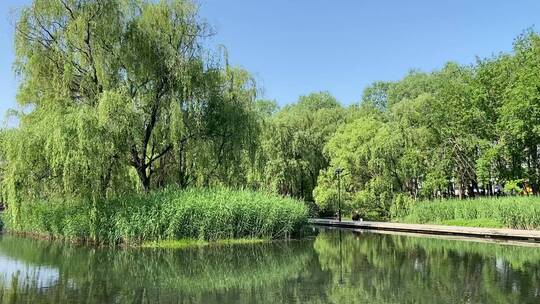 济南章丘区眼明泉景区泉水喷涌