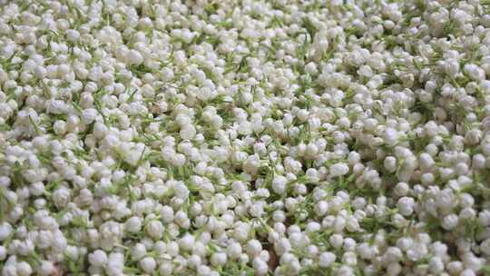 唯美茉莉花与茉莉花茶制作福州茉莉花种植园