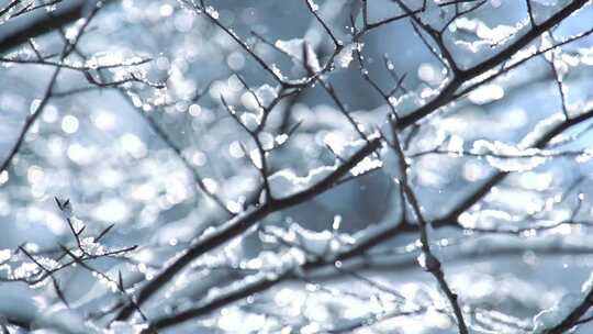 冬天冰凌挂在光秃秃的树枝上视频素材模板下载