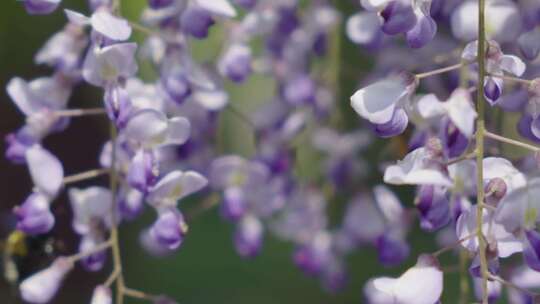 花 蜜蜂特写 春天 自然风光 蜜蜂采蜜 昆虫