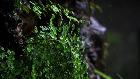 原始森林树叶草植物下雨水滴