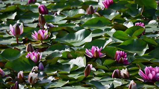 夏天池塘里盛开的睡莲在水流下摇动唯美