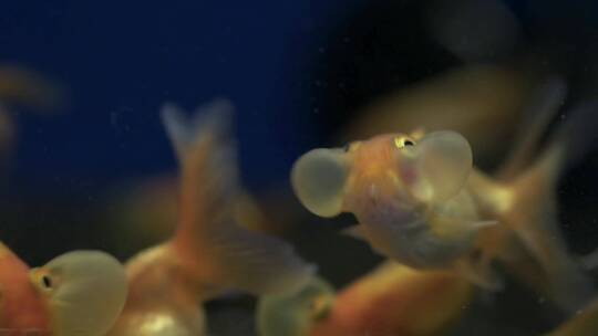 水下的泡泡眼金鱼
