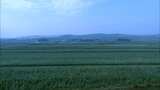 农业 农田 稻田 水稻 小麦 丰收高清在线视频素材下载