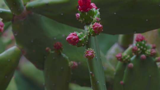 仙人掌科植物胭脂掌