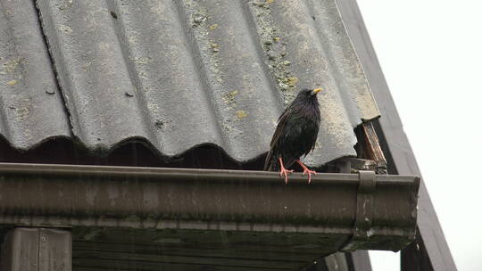普通黑鸟站在屋檐上淋雨