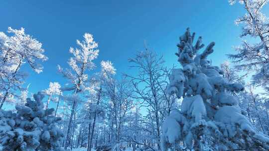 大兴安岭冰雪森林全景