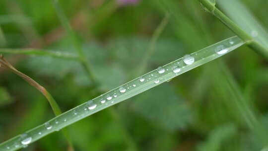 小草叶子上的水珠实拍