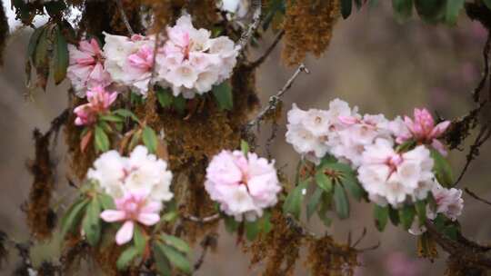 高山杜鹃花3