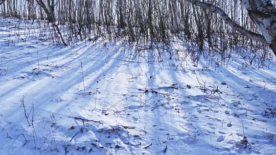 冬季森林白桦林蓝天白云雪景