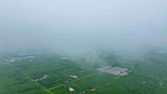 农村雨天玉米航拍