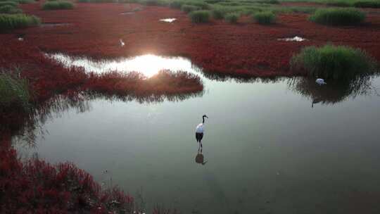 辽宁盘锦红海滩湿地生态绿水青山色彩丹顶鹤