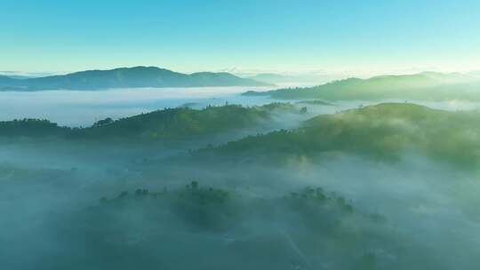 航拍云雾中的茶山