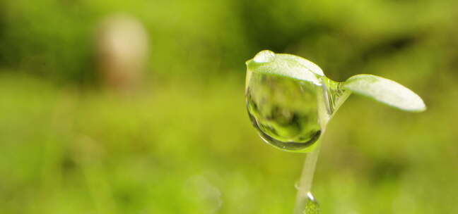 夏日 草地 蜗牛 阳光 露珠