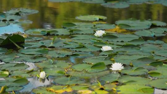池塘里美丽的睡莲 (2)视频素材模板下载
