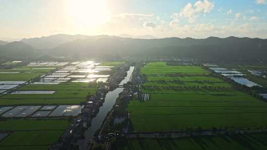 广东日出逆光金色的稻田美丽水乡田野航拍