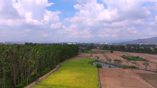 田野树林及远处城市风光