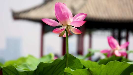 山东济南大明湖夏天荷花随风飘动