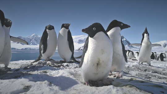 南极阿德利企鹅情侣戏特写视频素材模板下载