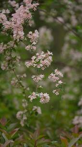 4K花草植物素材——蝟实