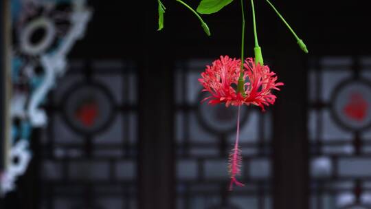 吊顶扶桑花特写