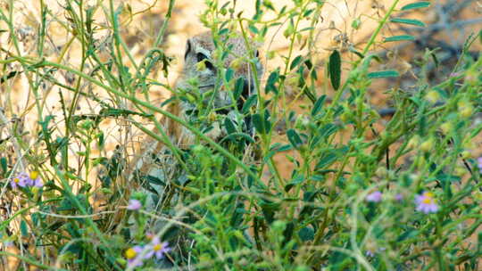 南非地松鼠在绿色灌木丛中进食的慢动作镜头