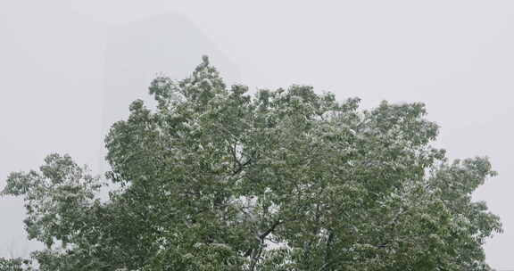 雪景