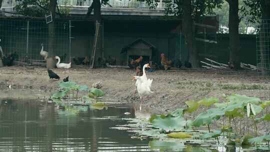 4K拍摄池塘边养殖的家禽
