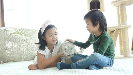 可爱的亚洲儿童玩美国短毛猫在家