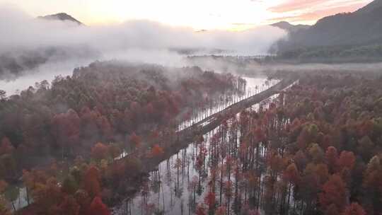 宁国 宣城秋天 落羽杉 山水中国 红杉林