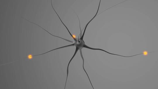 单个人体神经元结构