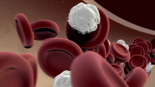 血管红细胞白细胞3D演示动画