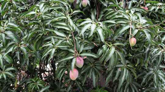 芒果树上的芒果航拍
