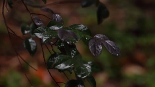 4K唯美雨景-森林景观雨滴落在植物叶片空镜