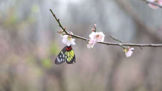 报喜斑粉蝶/蝴蝶在梅花上采蜜视频素材模板下载