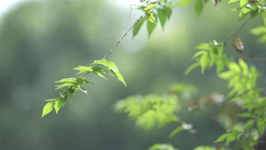 唯美空镜 树叶摇摆