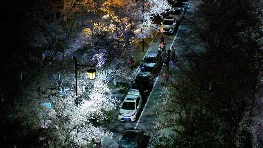 航拍鉴真路道路夜景樱花路灯