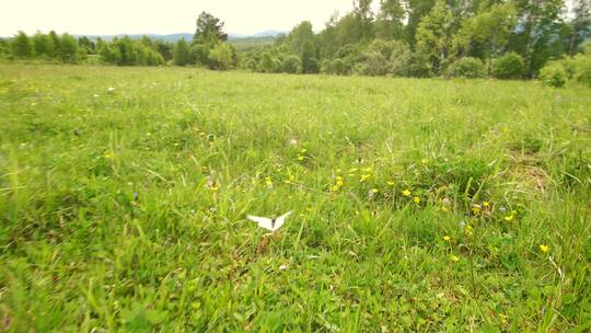 蝴蝶在绿草上飞行