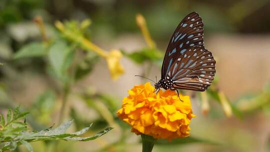 大自然下的鲜花与蝴蝶